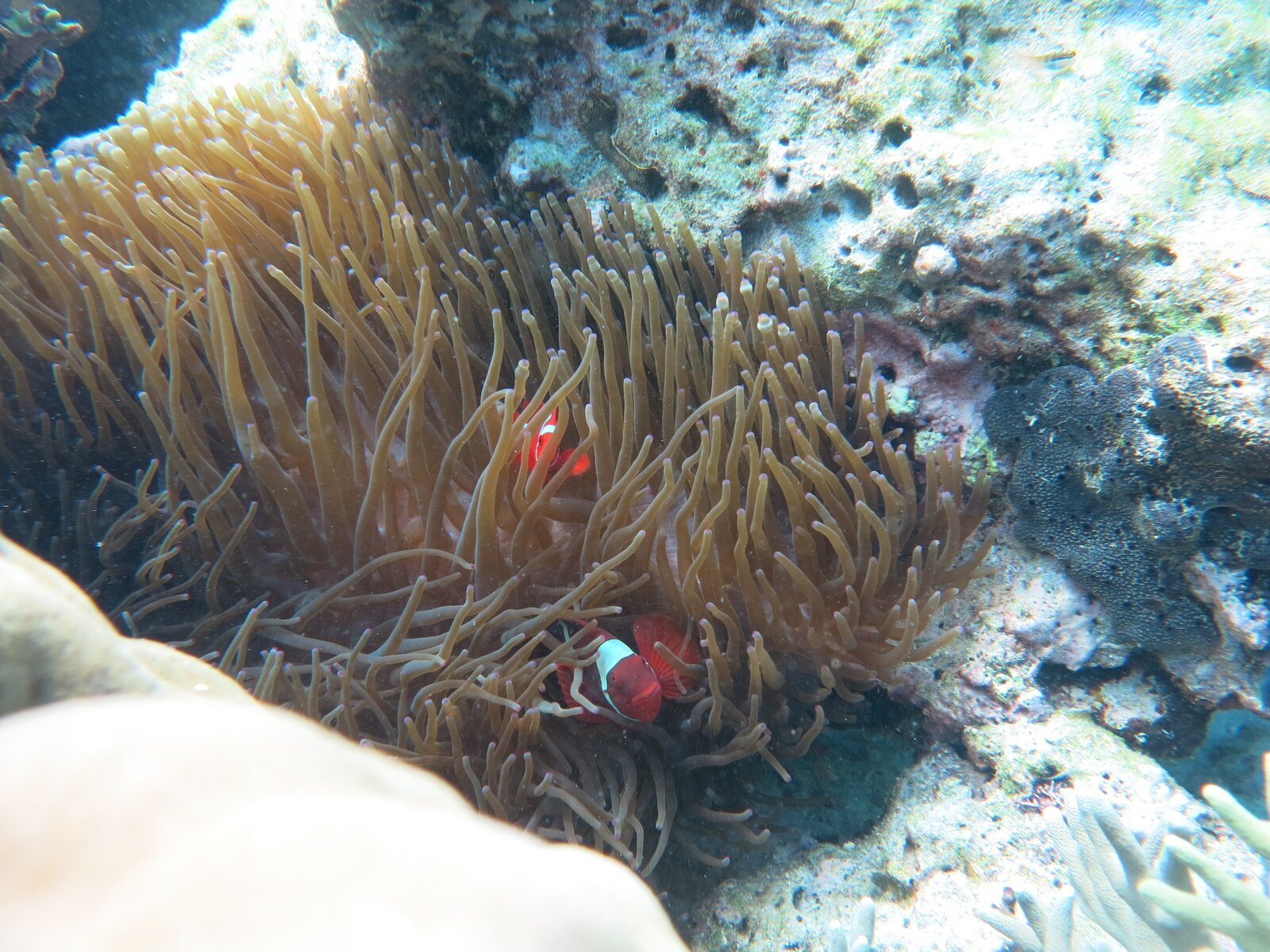 Ikan badut di anemon laut