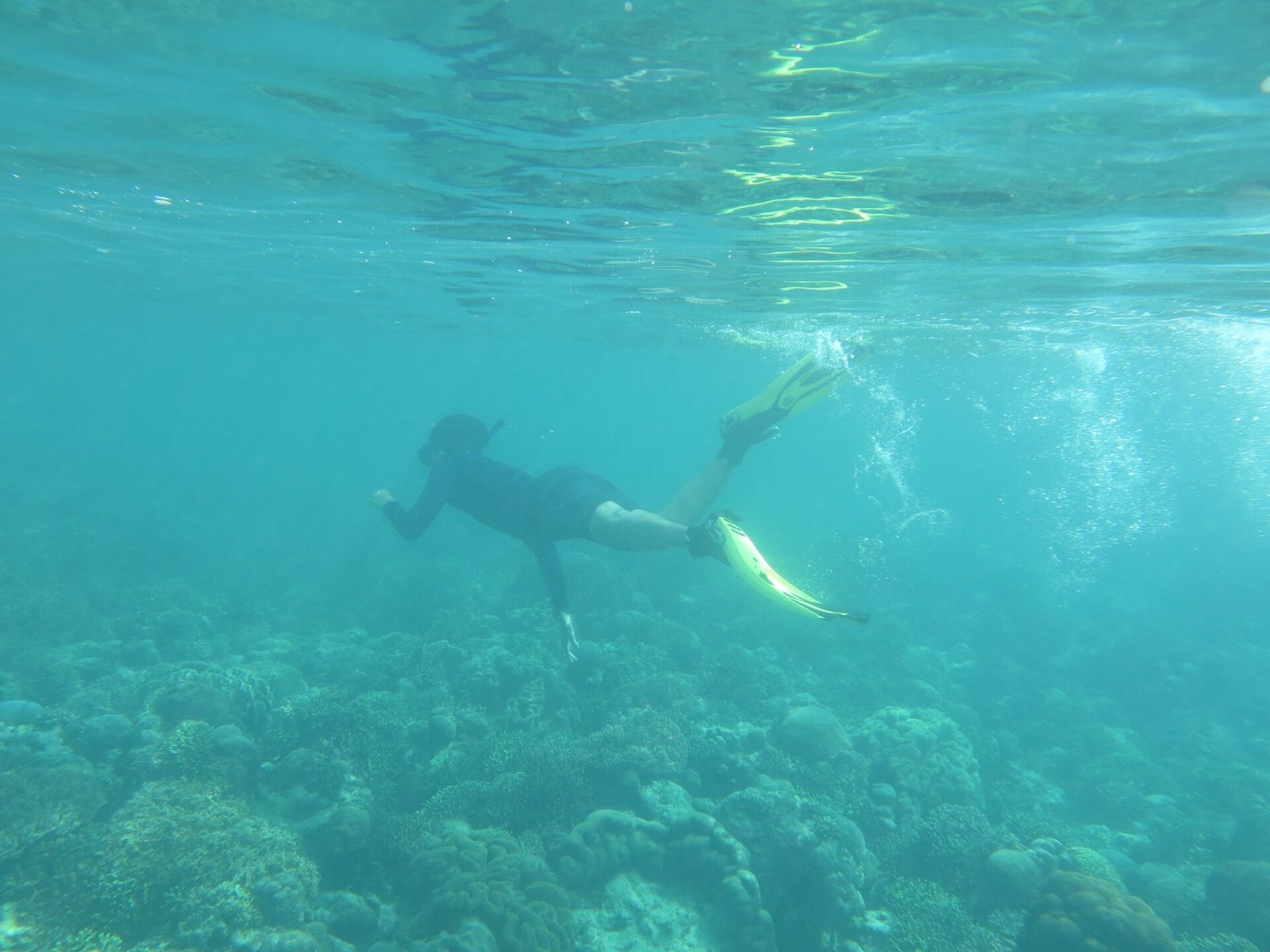 Pengunjung snorkeling di atas terumbu karang Pulau Pombo